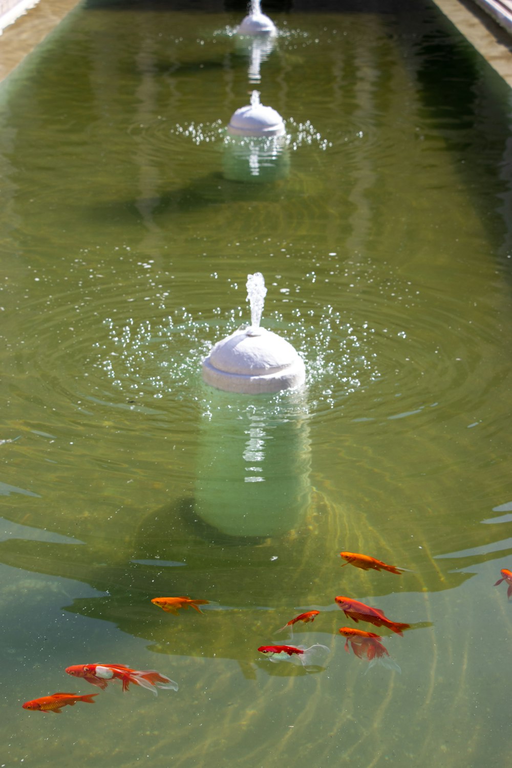 a pond with a group of fish