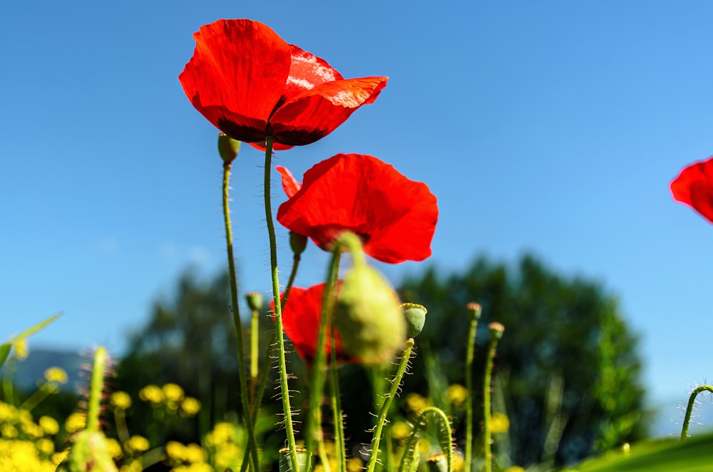 a group of red flowers