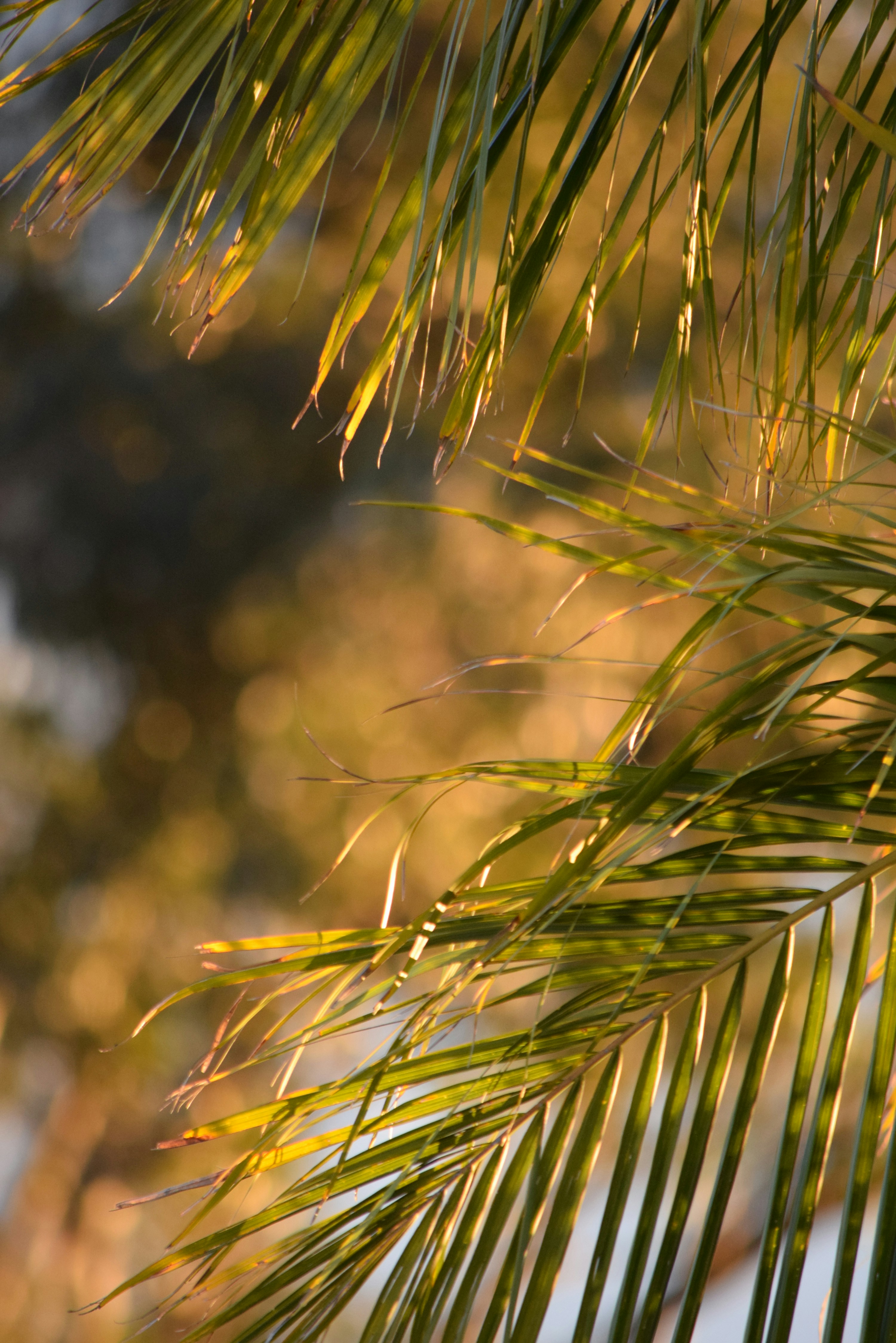 Close up of a plant photo Free Greenery Image on Unsplash