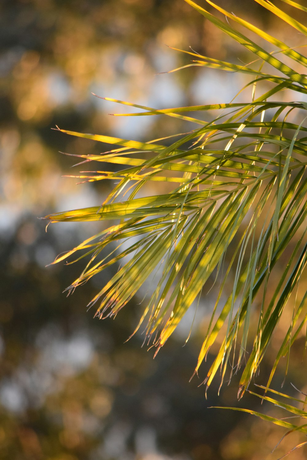 close up of a plant