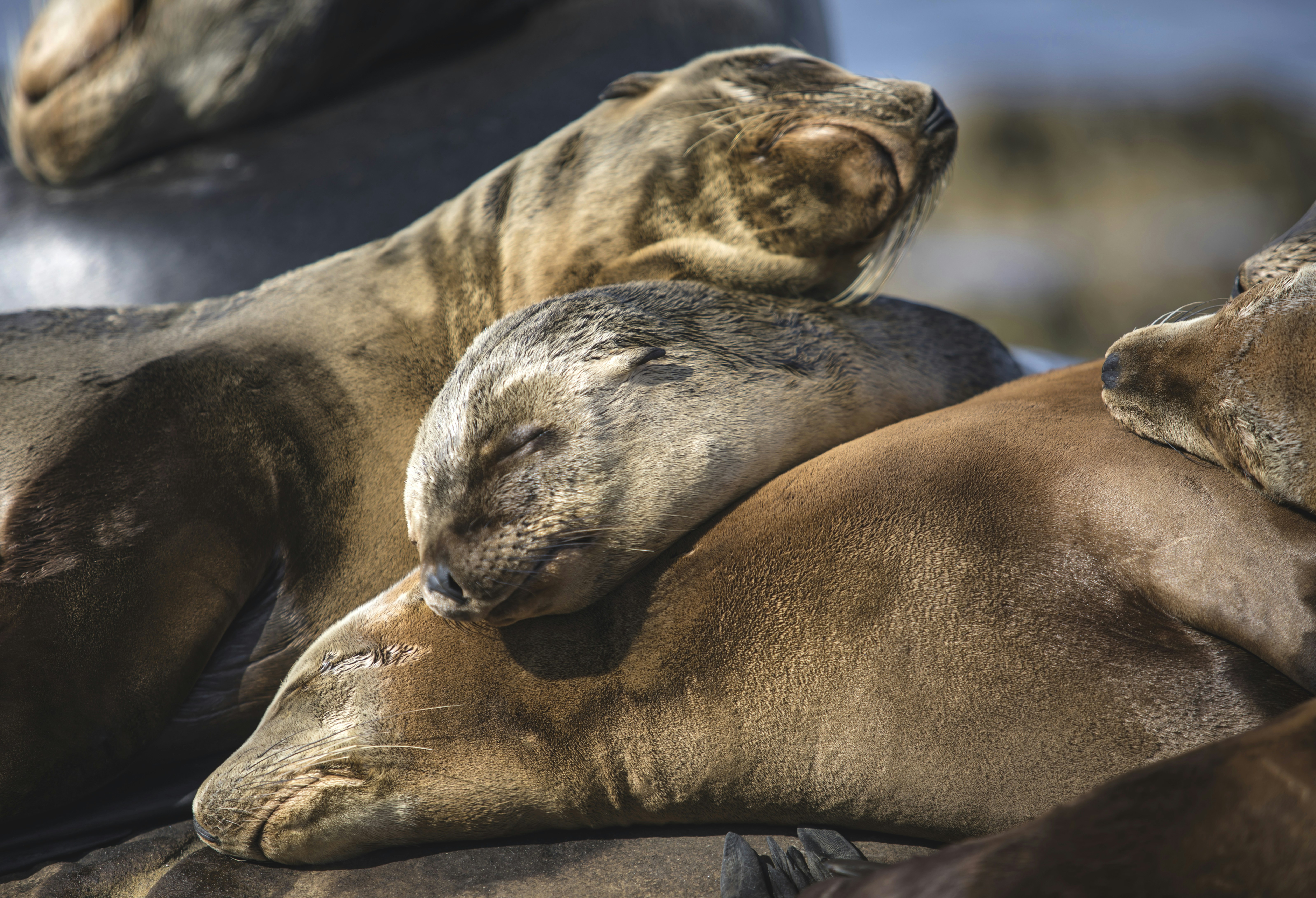 Photo by leo_visions_