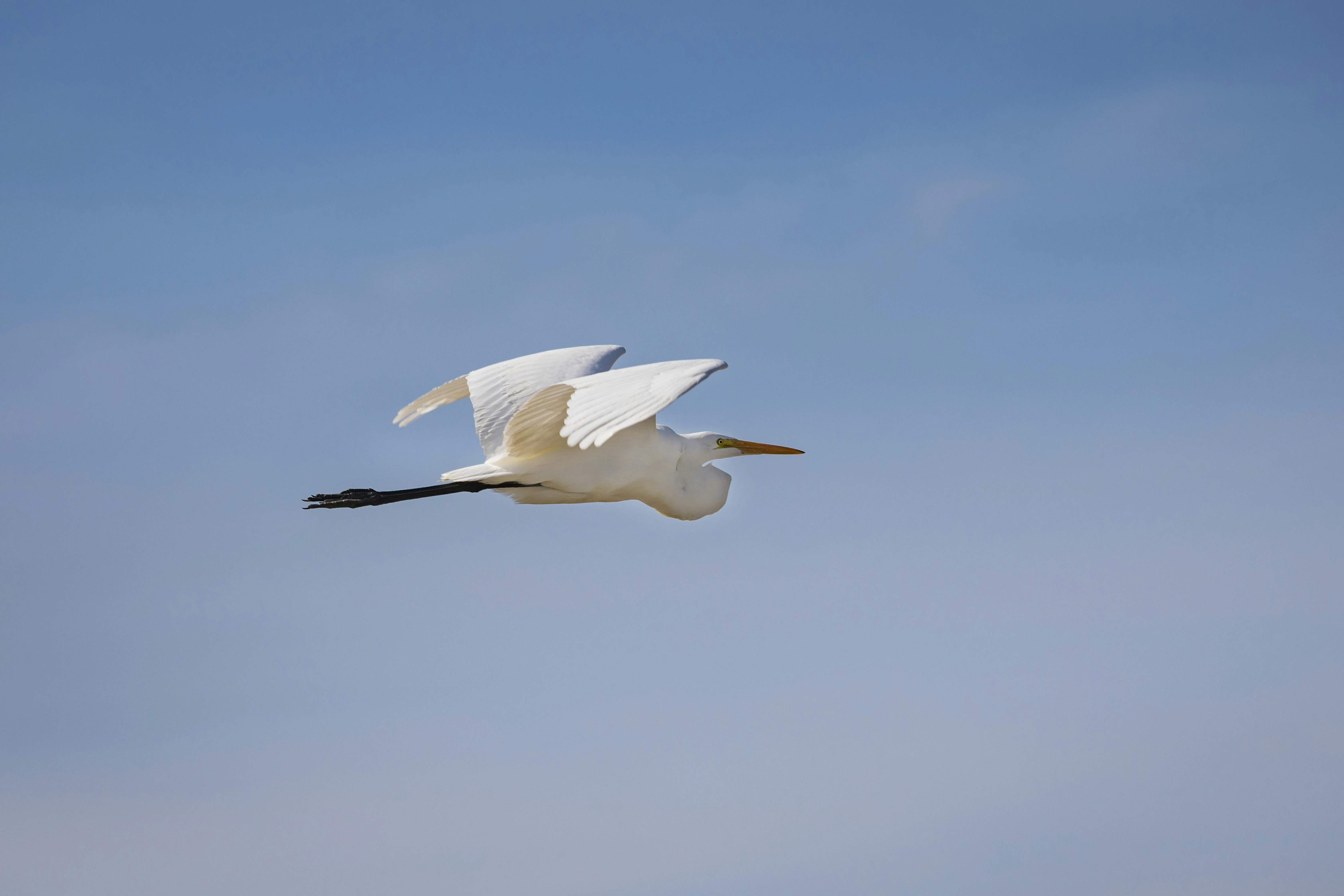 Photo by leo_visions_