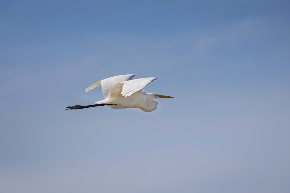 a white bird flying