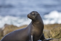 A sea lion with a sleek, dark brown body rests on rocky terrain near the ocean, looking to the side with its whiskered snout. The background features blurred ocean waves.