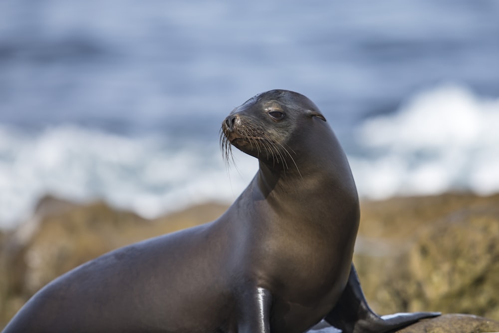 a seal on a beach