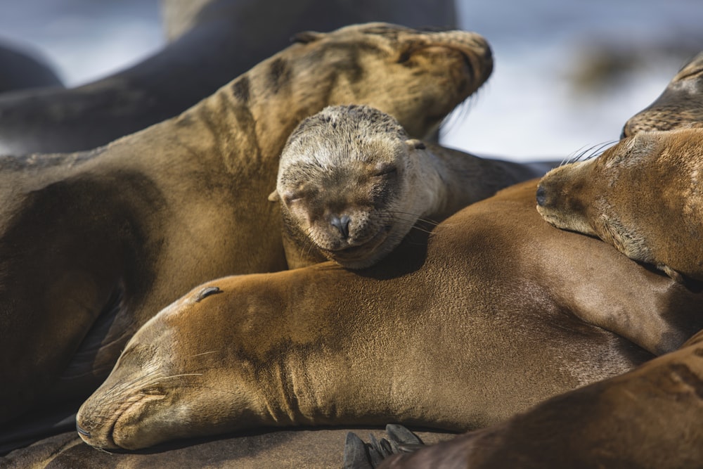 a group of seals lying on a rock