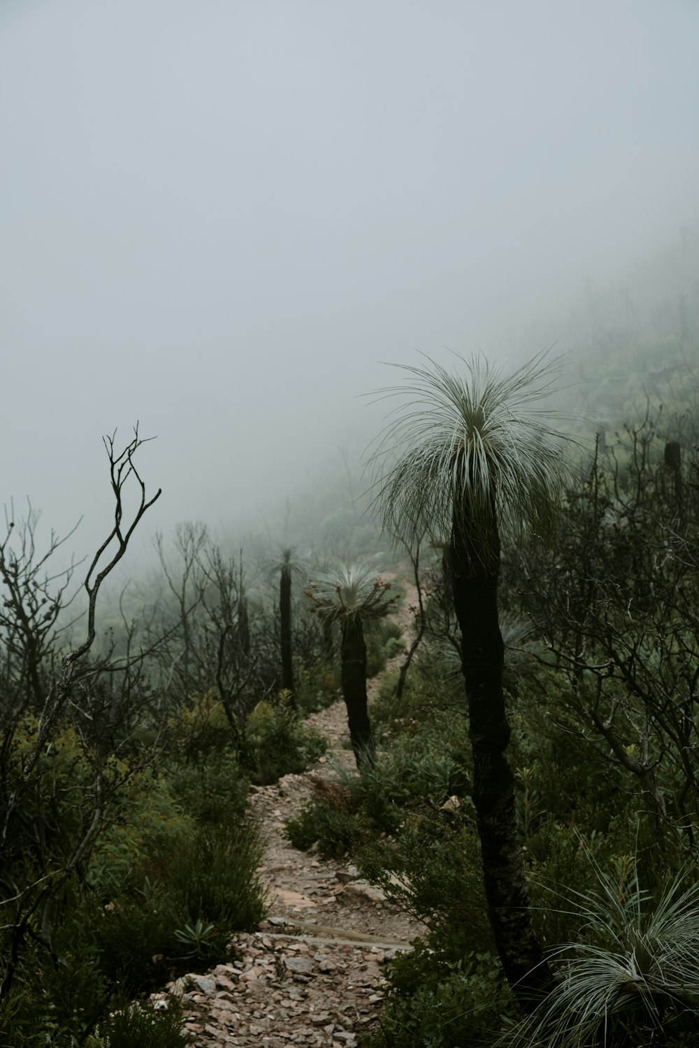 a dirt path through a forest