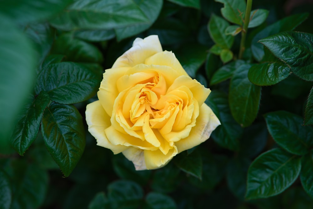 a yellow rose surrounded by green leaves