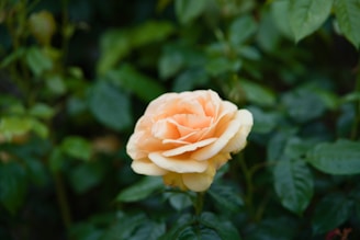 A single peach-colored rose bloom is surrounded by lush green leaves, creating a natural and serene setting.