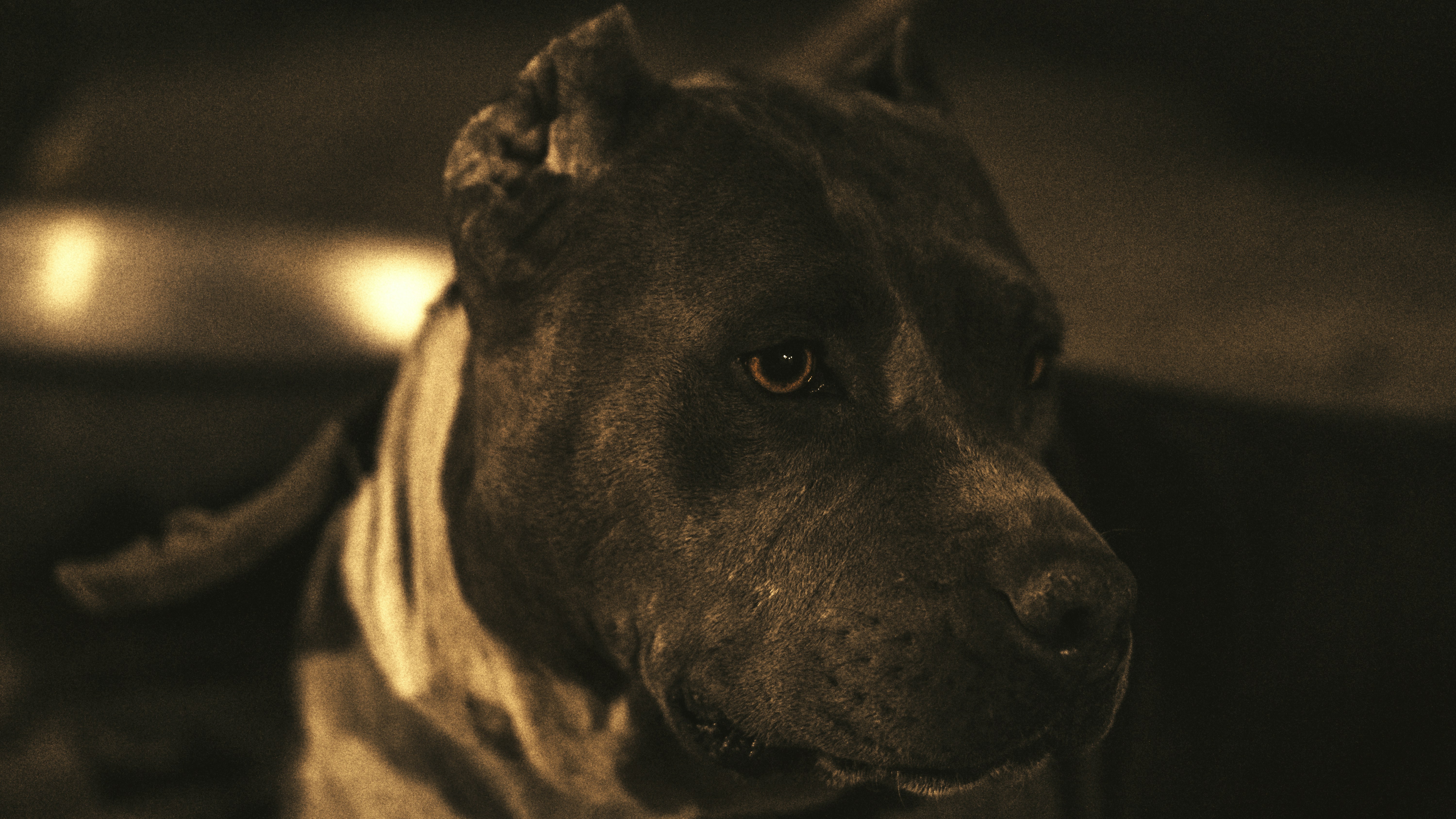 a dog looking at the camera