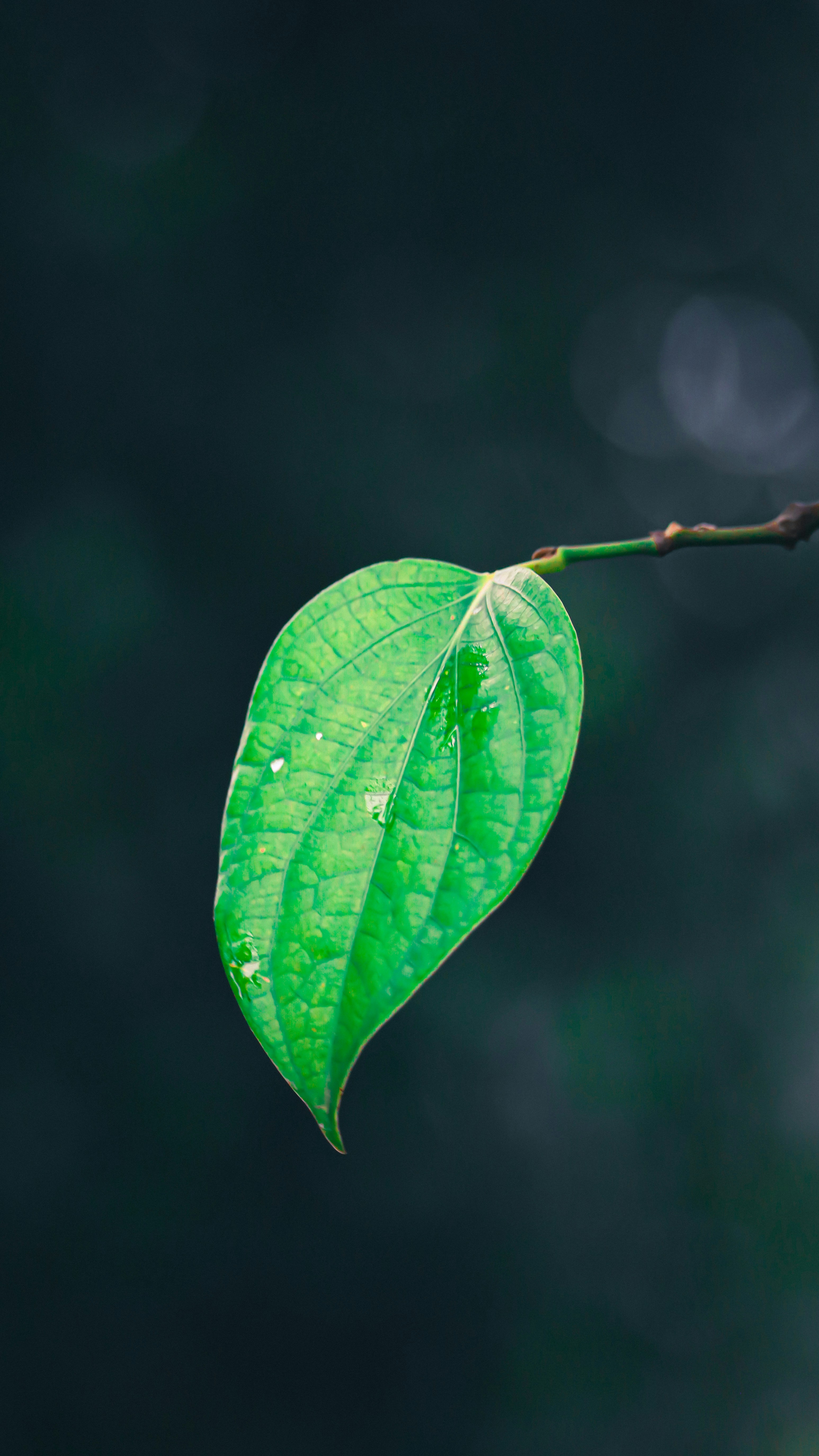 Photo by soonamwooeser