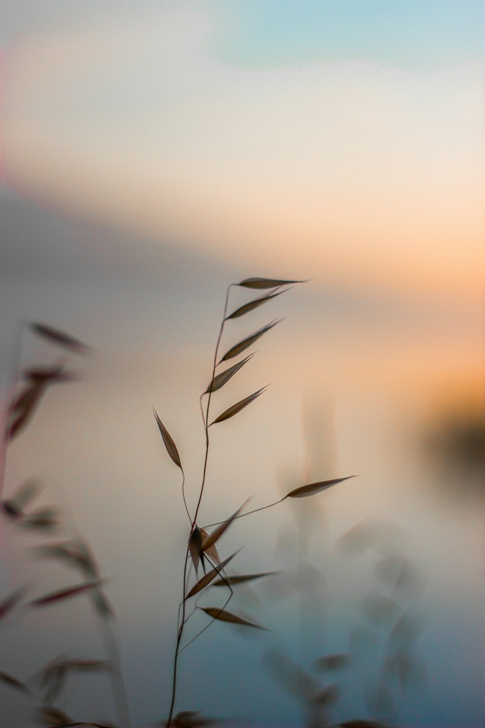 um close-up de uma planta