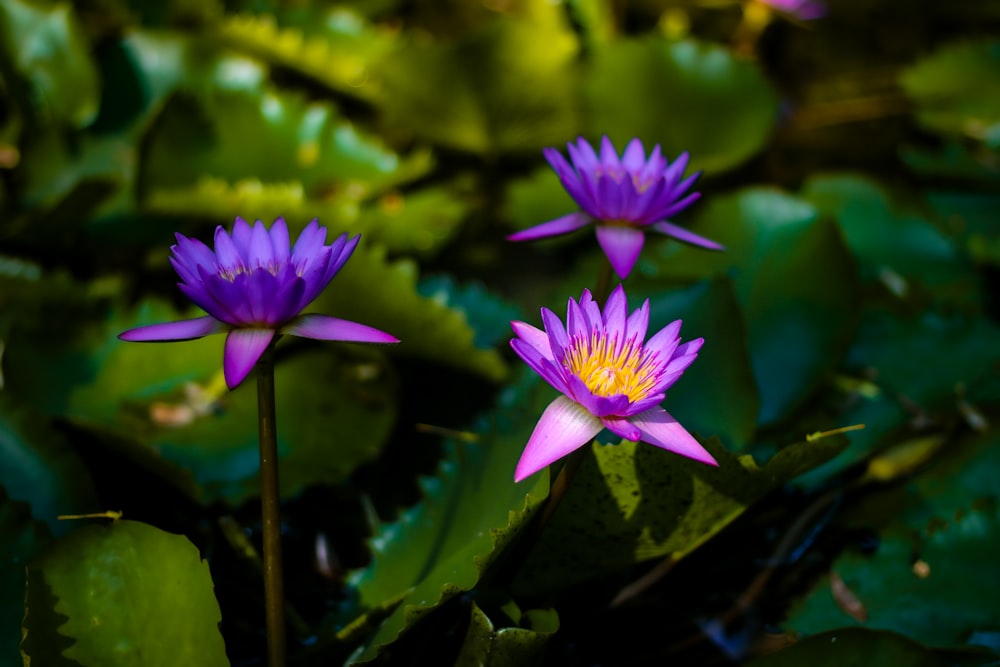 a group of purple flowers