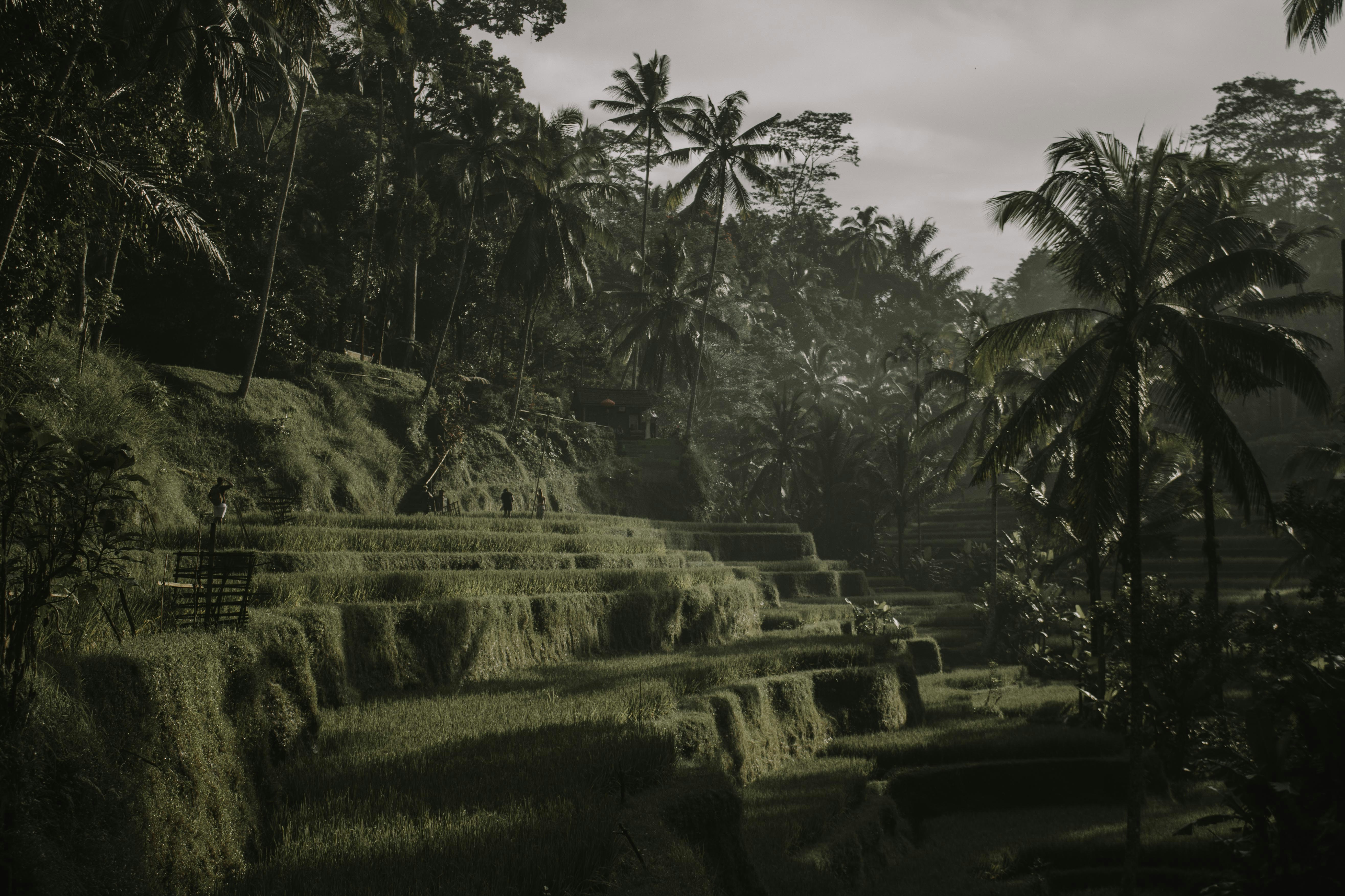 Menghirup udara segar langsung dari wilayah persawahan hijau di Sawah Terasering Tegallalang ini cocok jadi penyegar diri dari padatnya aktivitas sehari-hari. Buat kamu yang ingin meditasi atau sekadar menentramkan jiwa di perdesaan, tempat ini adalah jawabannya.
Bukan hanya bentangan sawah terasering yang ciamik, tetapi ada pula pemandangan dari Desa Pejeng dan Bukit Campuhan yang ikut berpadu menciptakan lanskap bertingkat yang instagrammable abis! UNESCO bahkan telah menetapkan keindahan sistem irigasi bertingkat “subak” di Sawah Terasering Tegallalang ini sebagai UNESCO World Heritage List