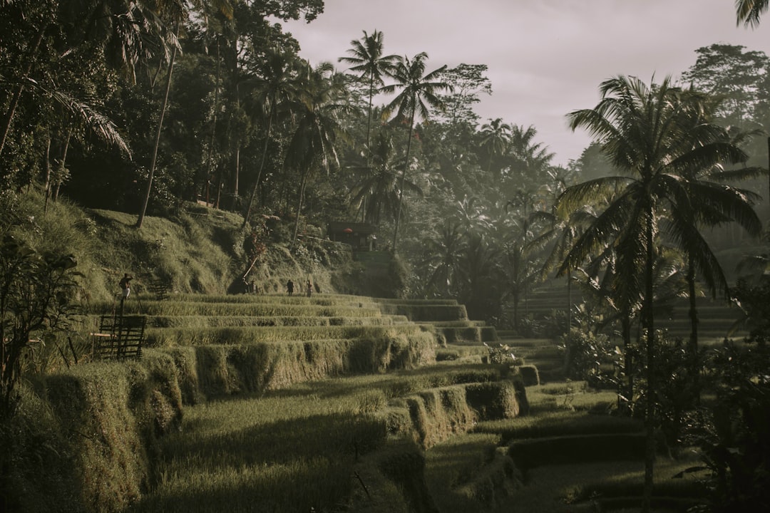 Natural landscape photo spot Bali Ubud
