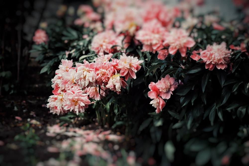 un gruppo di fiori rosa