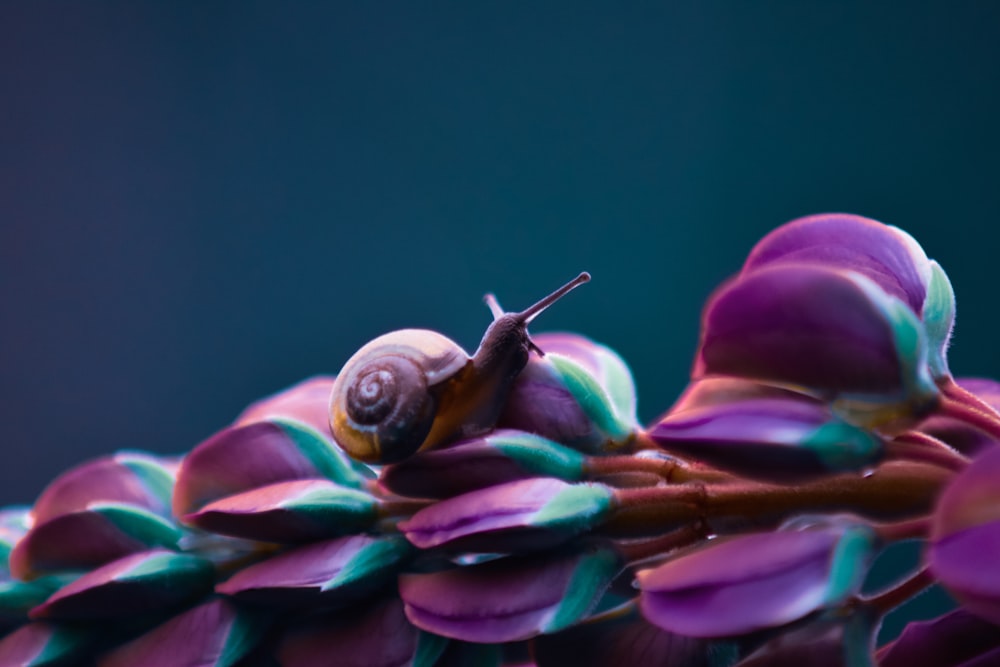 a bug on a flower