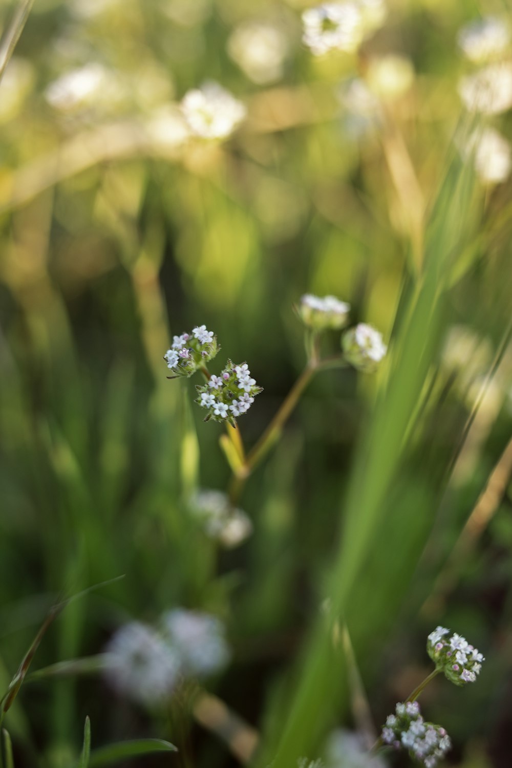 a close up of a flower