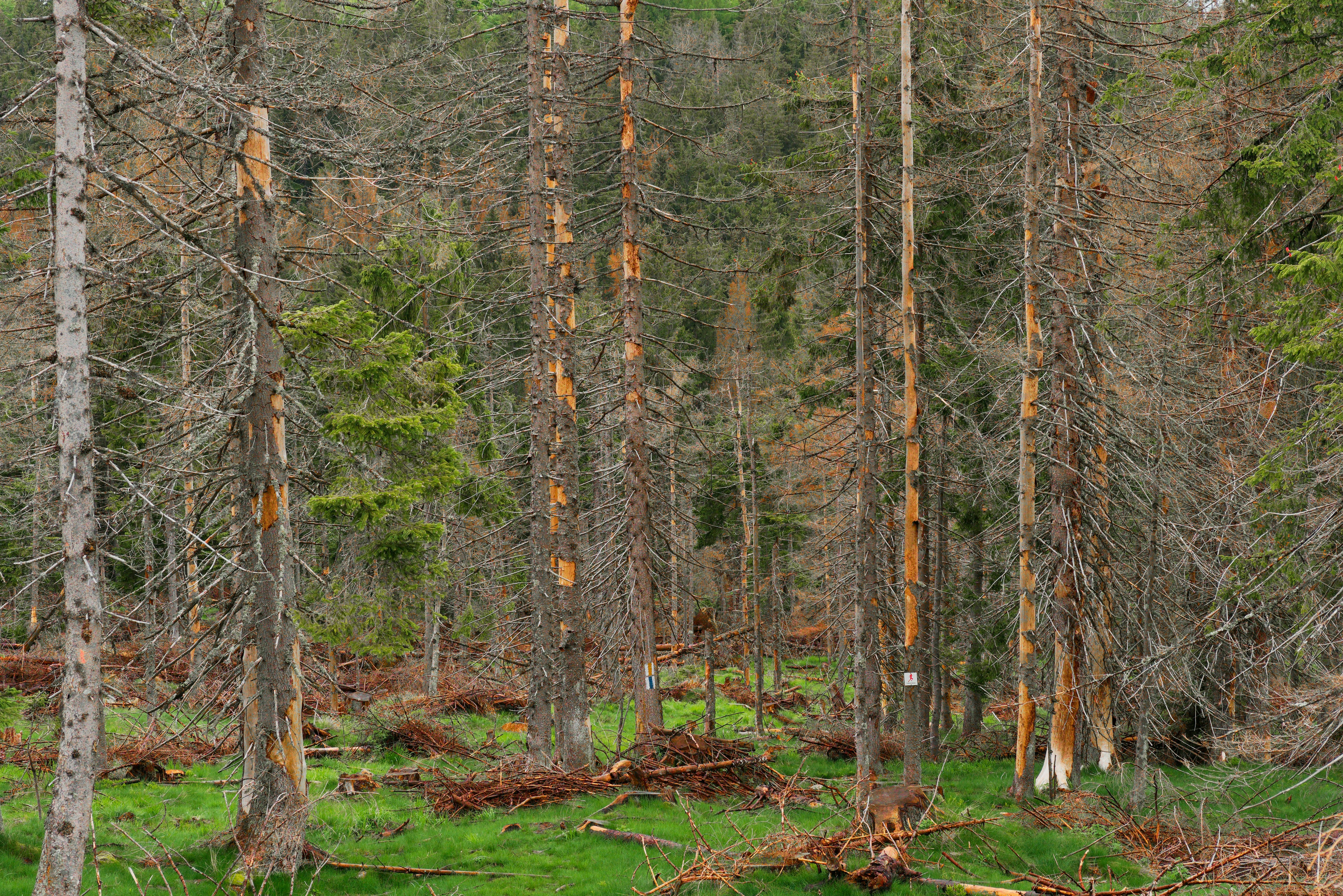 Photo by illes_cristi