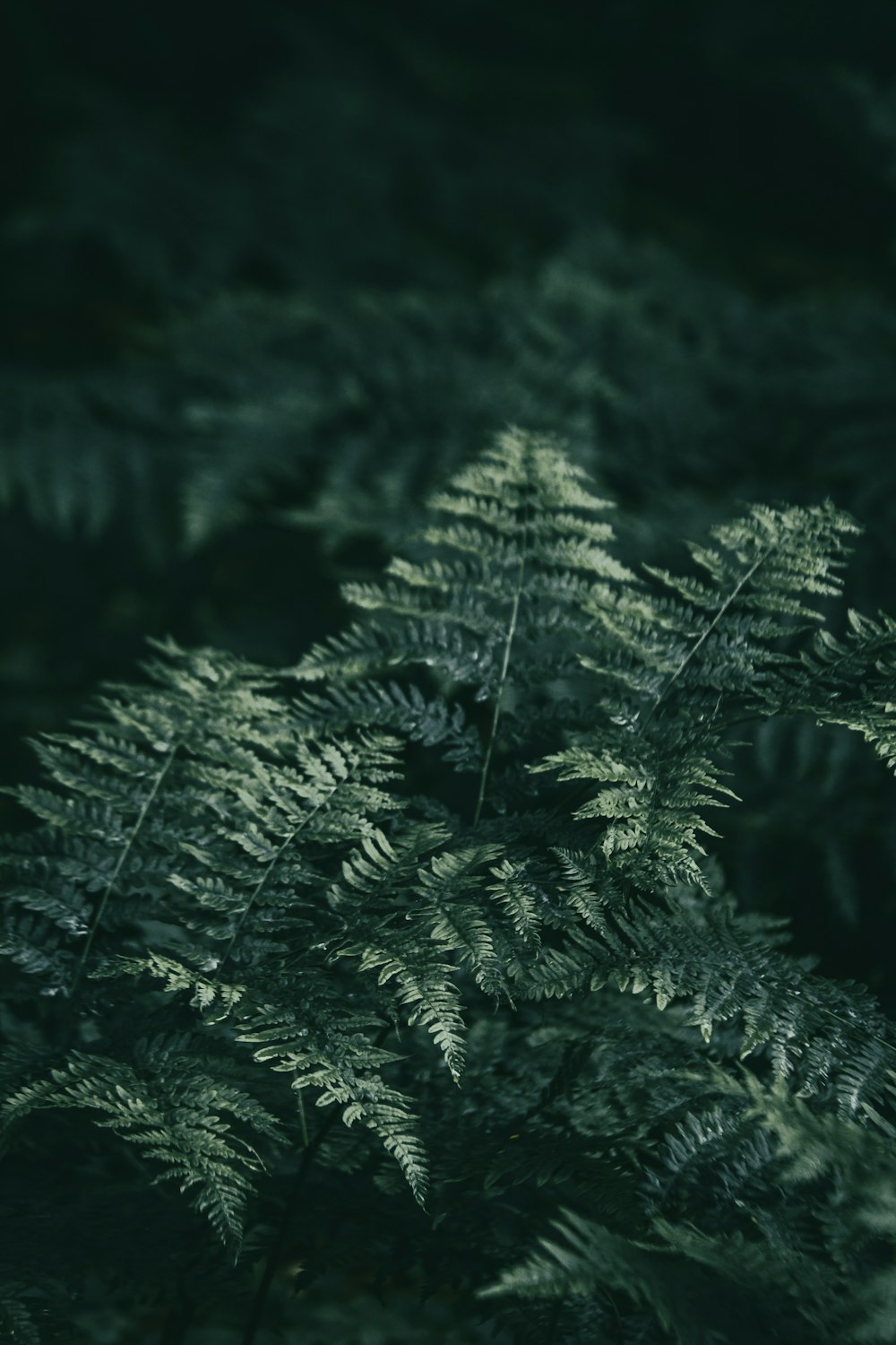 a close-up of some plants