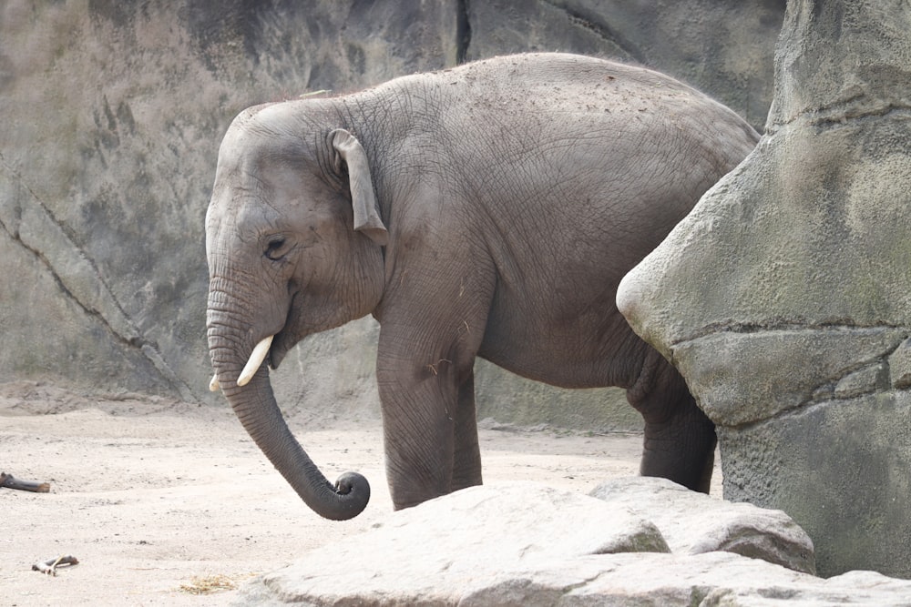 an elephant stands in a zoo exhibit