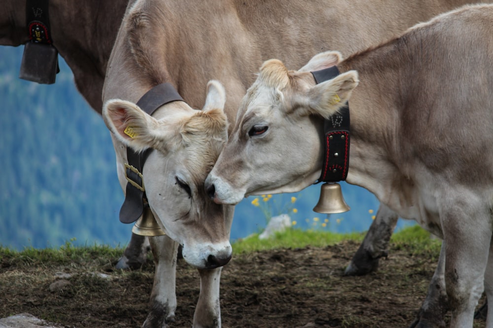 a couple of cows stand near each other