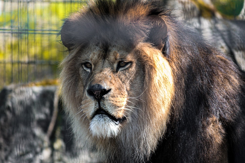 Un león en una jaula