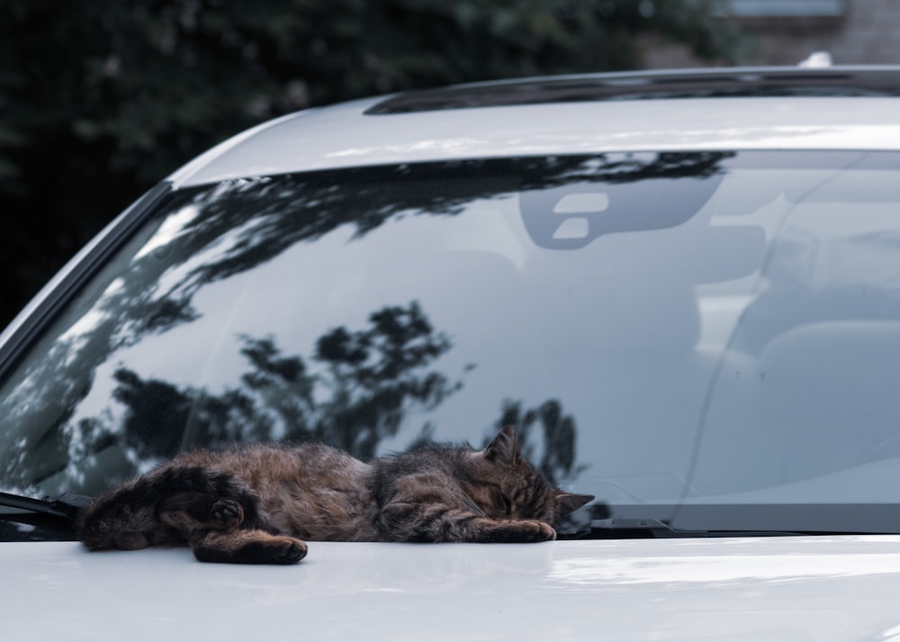 a cat laying on a car
