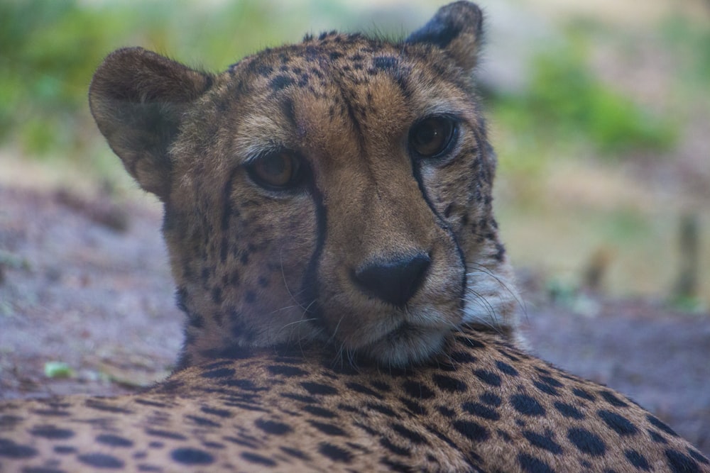 a cheetah lying on the ground