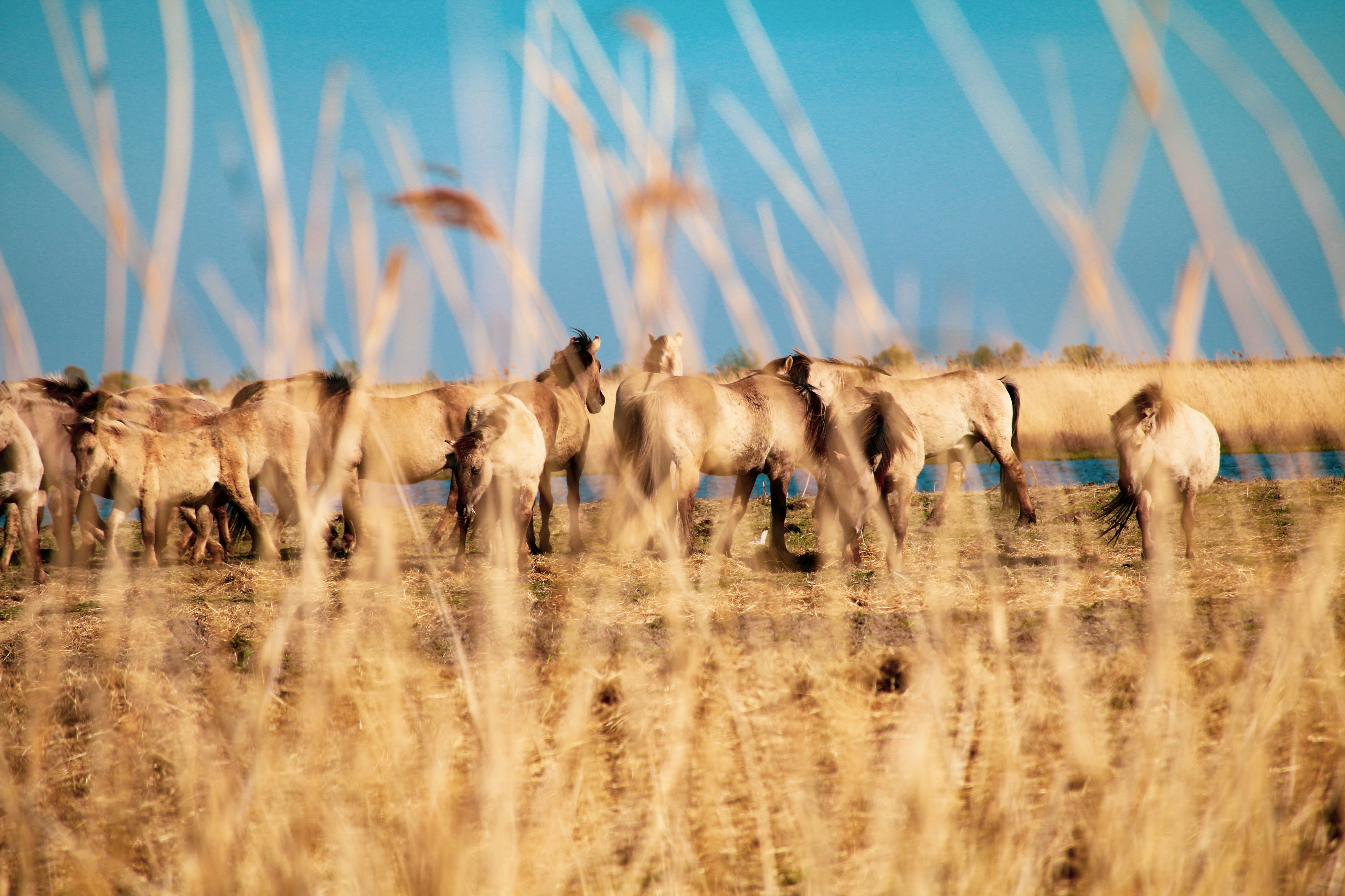 Afbeelding van Almere
