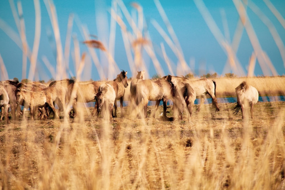 eine Gruppe von Kamelen auf einem Feld