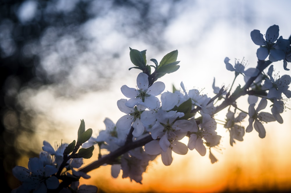 a close up of flowers