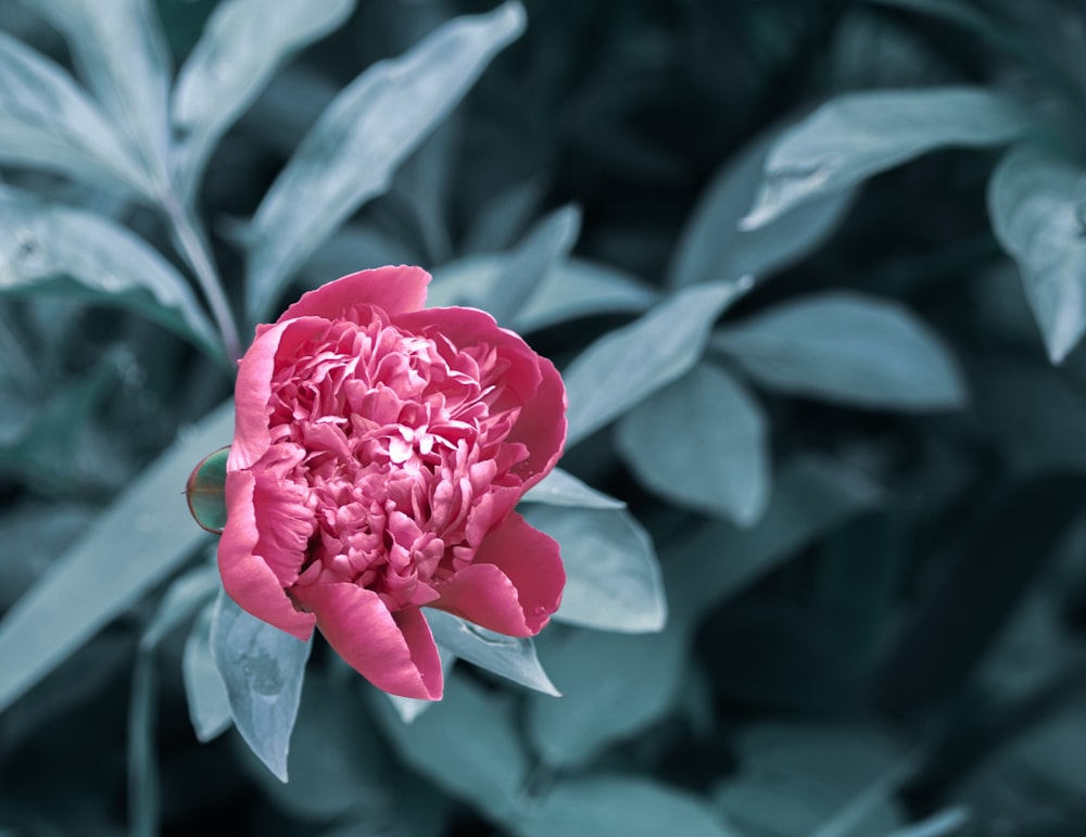 a pink flower with green leaves