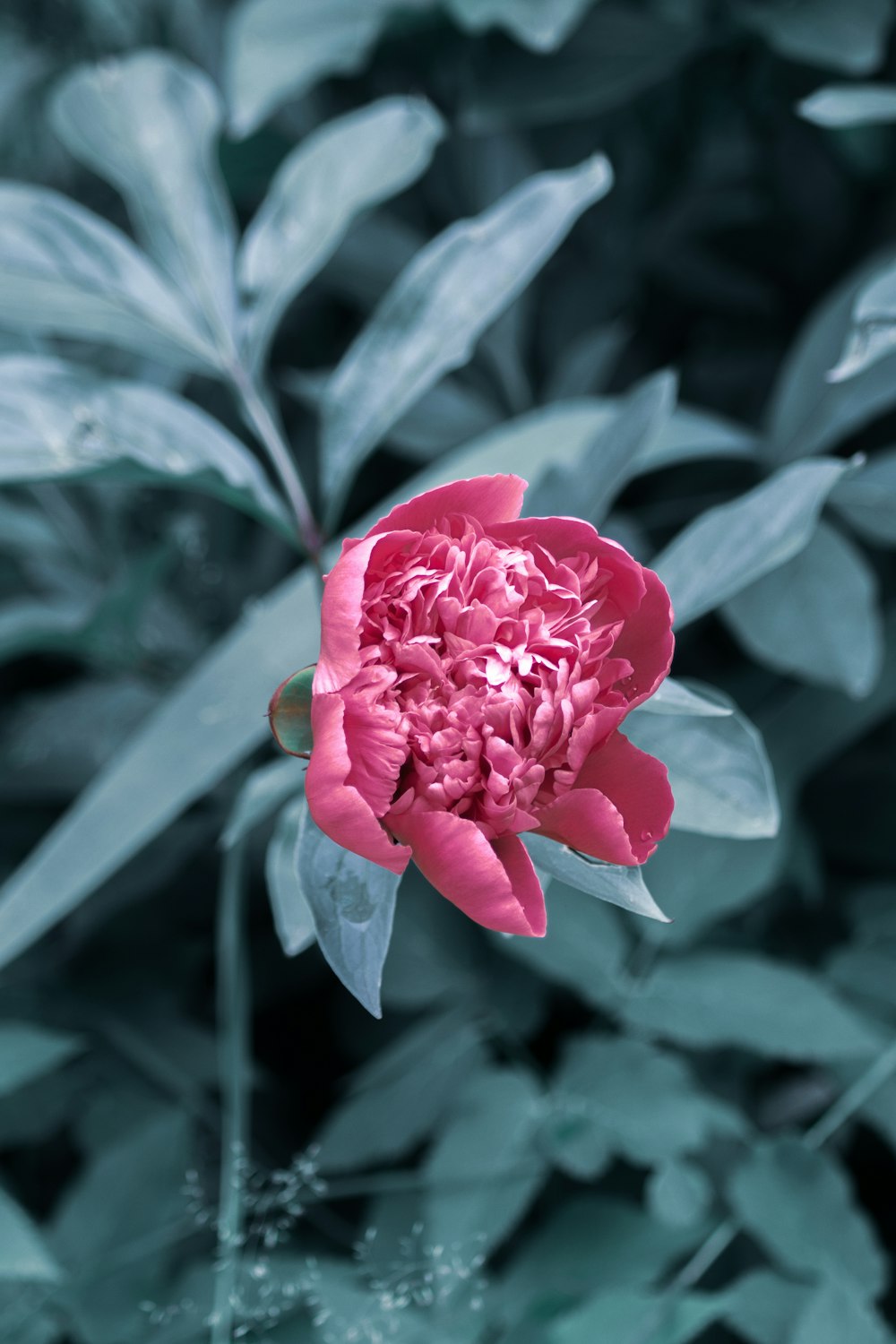 a pink flower with green leaves