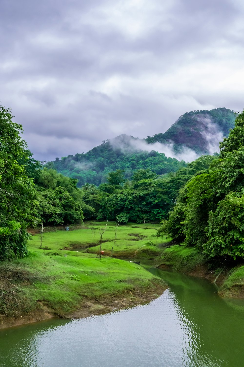 a river running through a forest