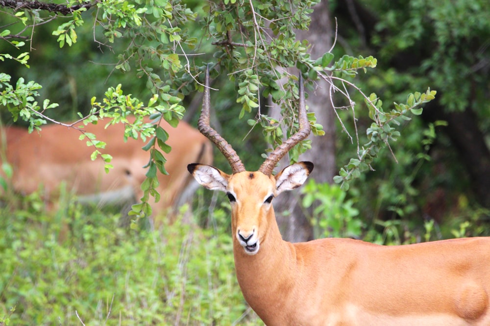 a deer with antlers in a forest