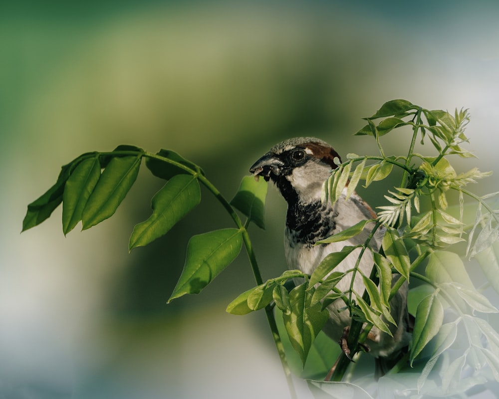 Un pájaro sentado en una planta