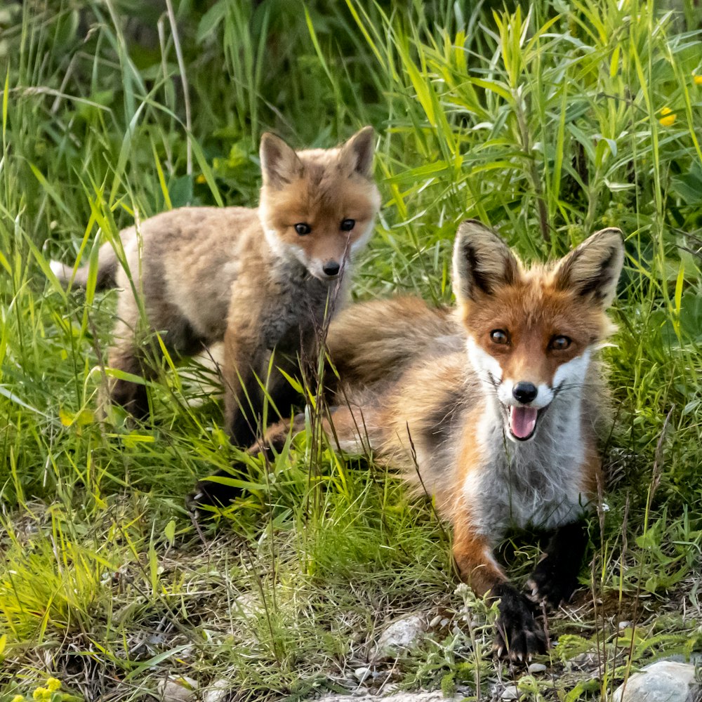 a couple of foxes in the grass