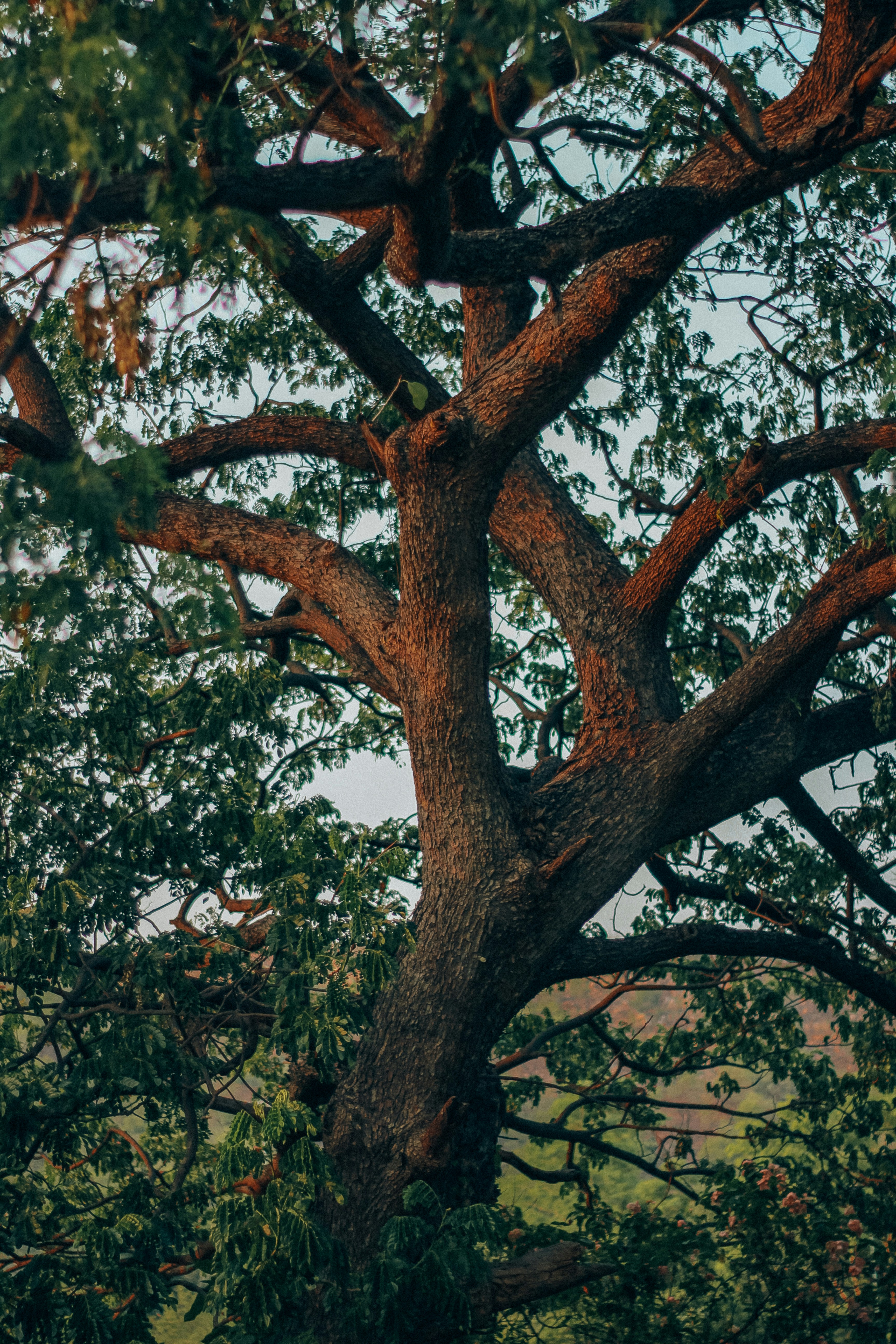 Photo by tusharranjan_