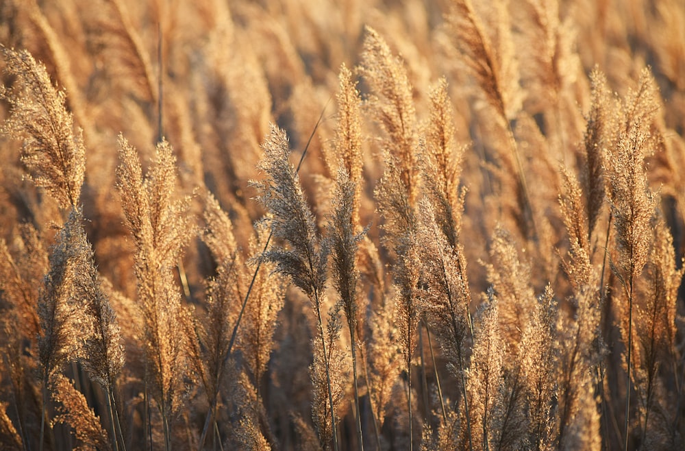 un campo de trigo