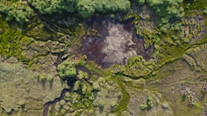 a close up of broccoli