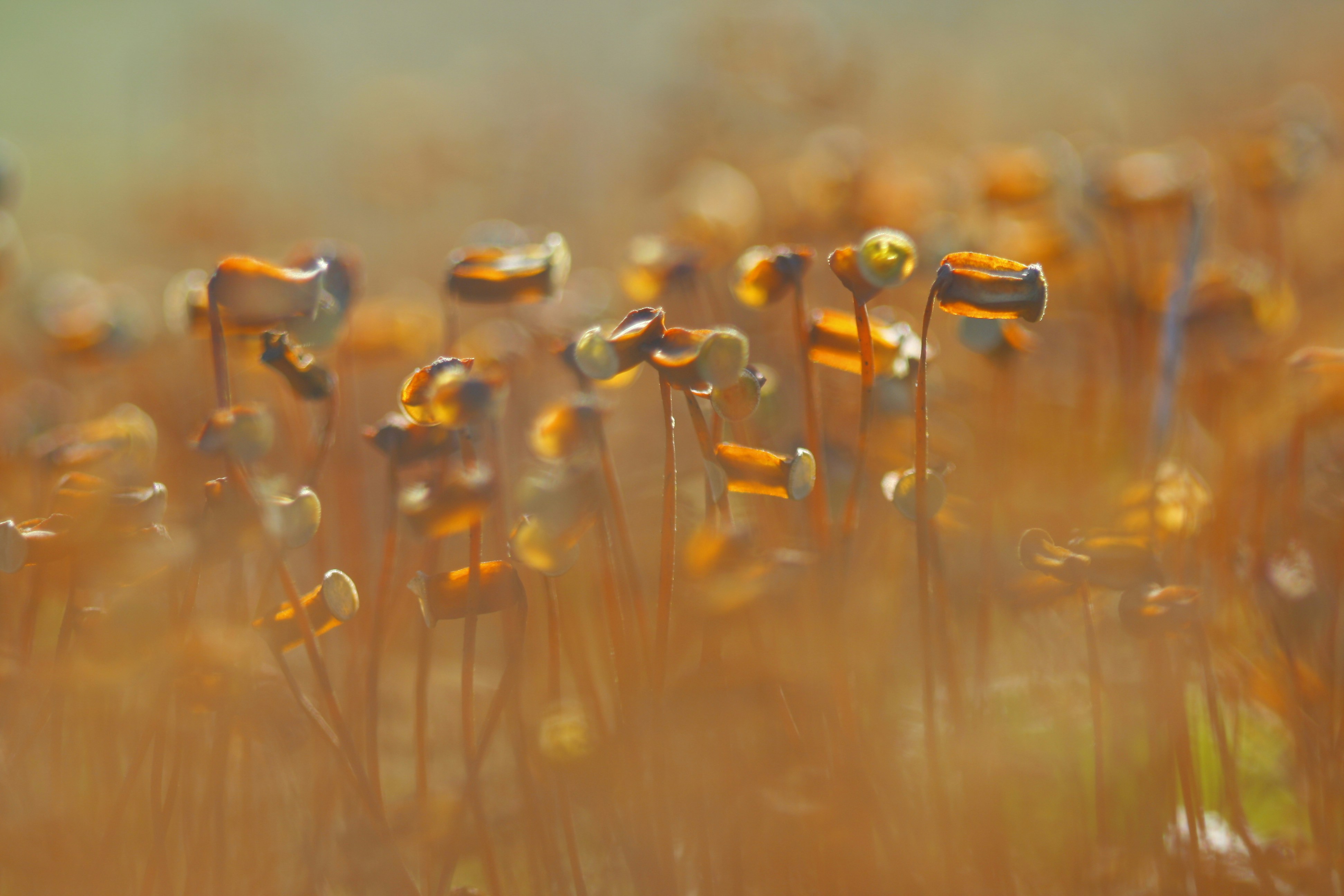 a group of ants on a plant
