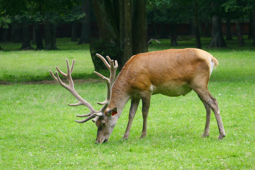 a deer with antlers eating grass