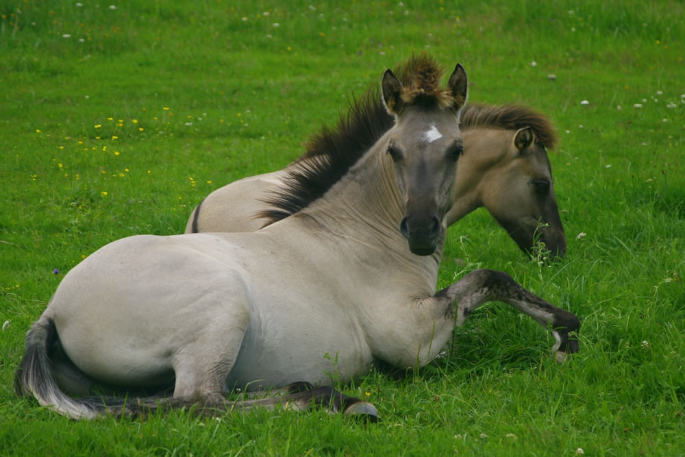 a couple of horses lying in the grass