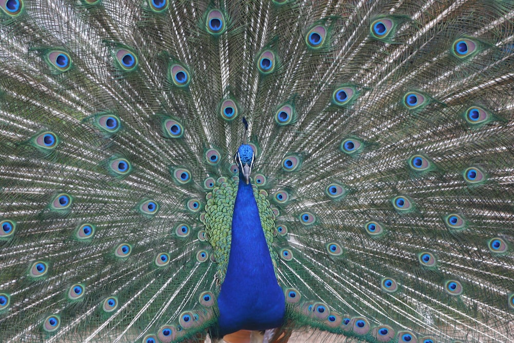 a peacock with its feathers spread