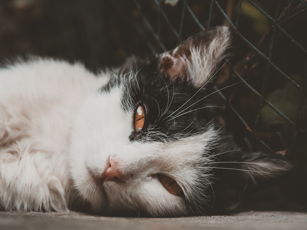 a cat lying on a wood surface