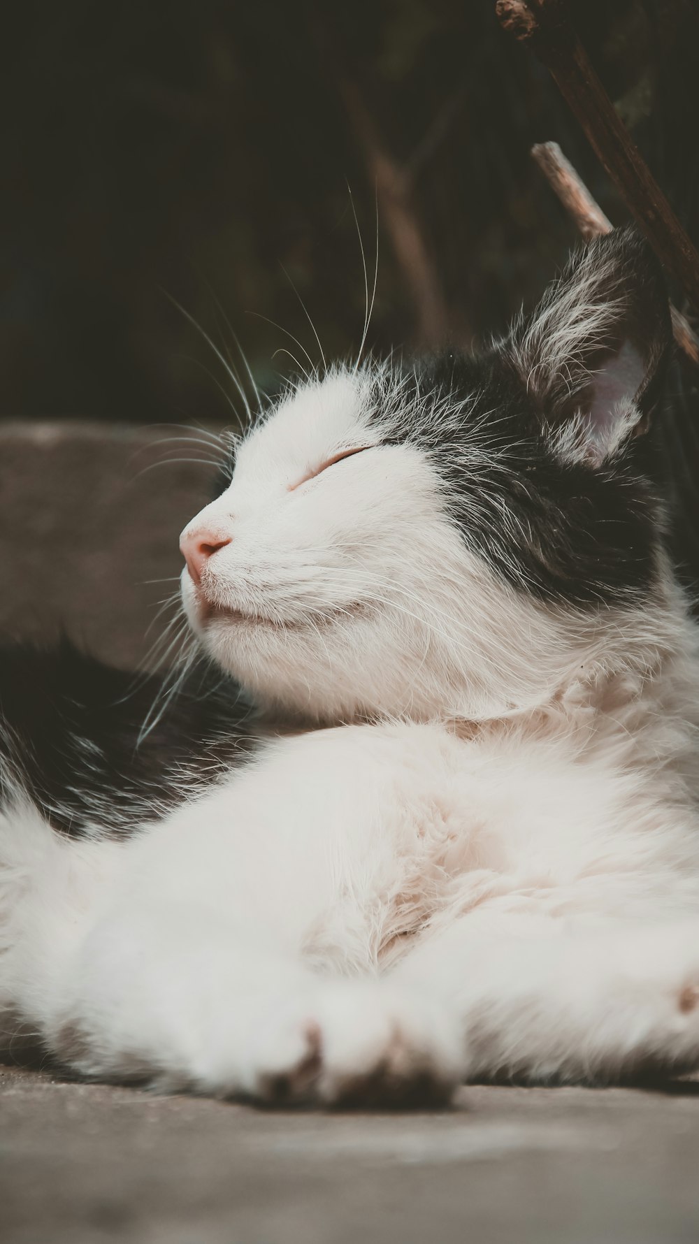 a white and black cat