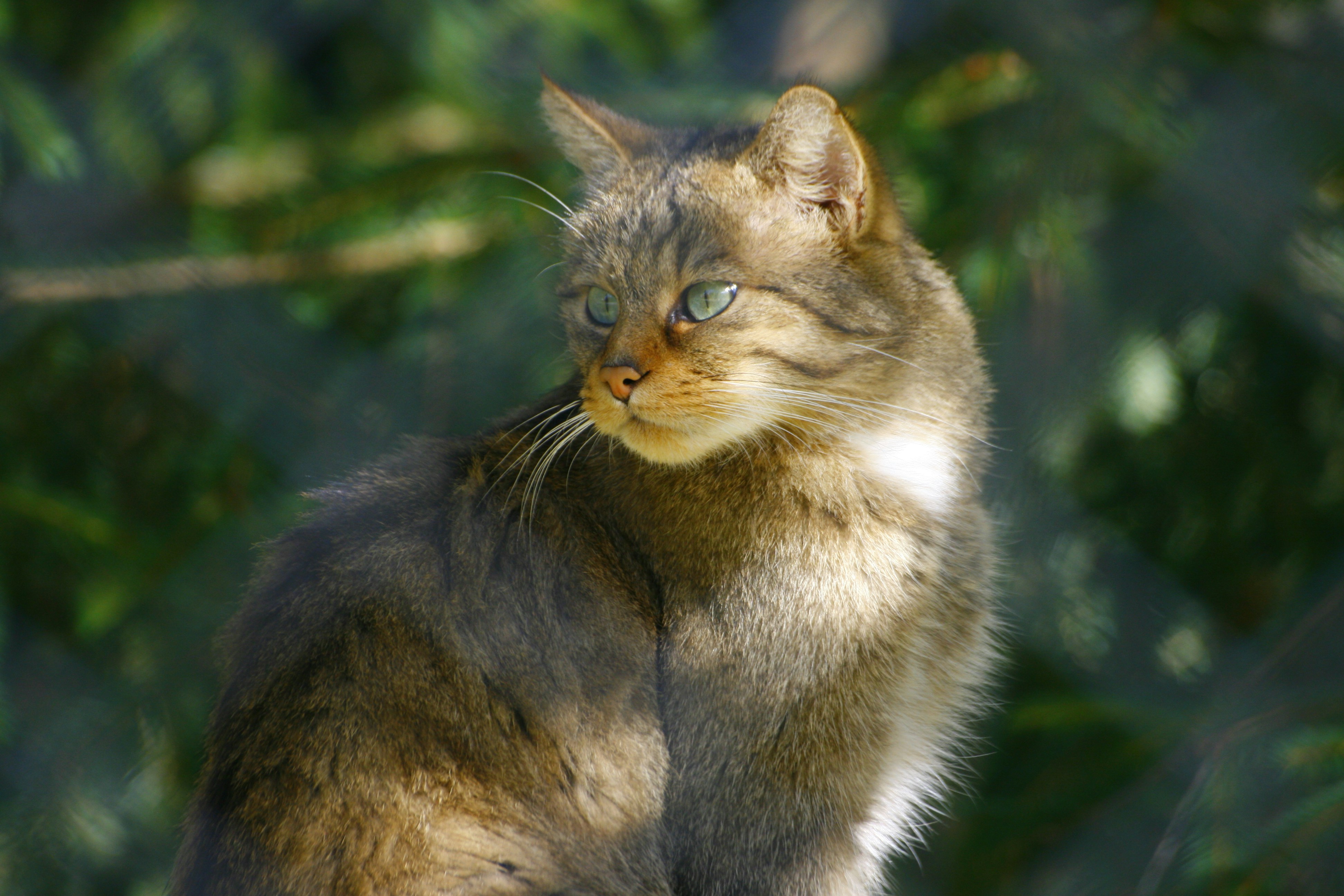 Kurilian Bobtail — Island Survivor (image credits: unsplash)