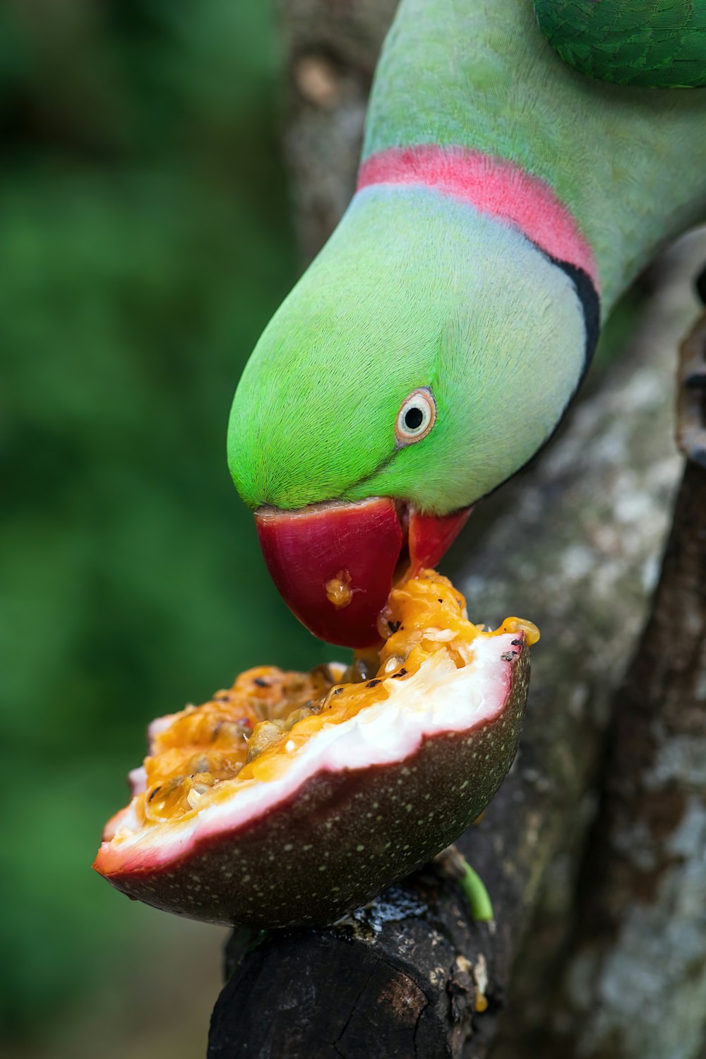 a parrot eating a slice of pizza