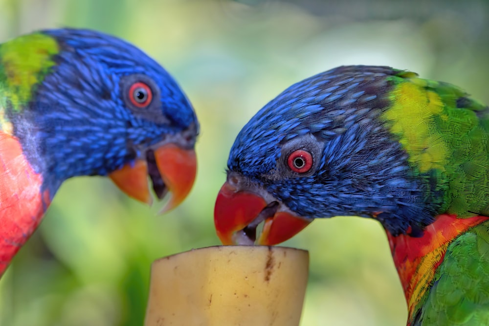 a couple of birds eating from a feeder